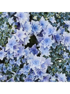 Флория Пинк и Блю (Floria Pink and Blue)